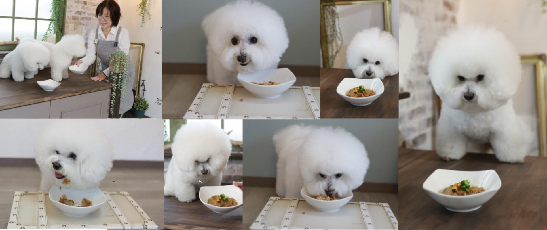 手作りドッグフードWansJoie